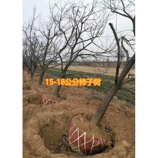 婁底8-1012-15柿子樹產(chǎn)地報價