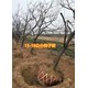 柿子樹產(chǎn)地報(bào)價(jià)圖