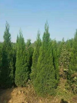 天津河?xùn)|出售2米蜀檜產(chǎn)地報(bào)價2米檜柏價格