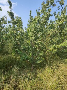 鄭州12-15公分杏樹產(chǎn)地報價