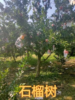 襄陽8-10公分石榴樹產(chǎn)地報價