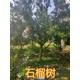 甜石榴樹圖