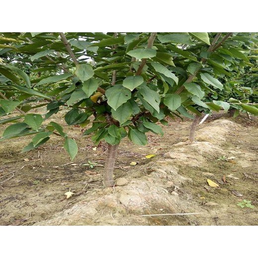山東日照8-10公分櫻桃樹產(chǎn)地報價