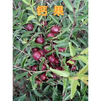 綏化鈣果苗鈣果苗價格,鈣果苗產(chǎn)地