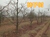 紹興8公分12-15柿子樹產(chǎn)地報價