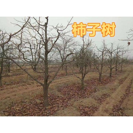江西宜春8公分柿子樹產(chǎn)地報(bào)價(jià)