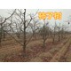 墊江8公分柿子樹圖