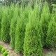 出售2米蜀檜圖
