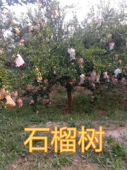 上海崇明8-10公分石榴樹產(chǎn)地報價
