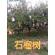 北京宣武8-10公分石榴樹產(chǎn)地報(bào)價(jià)圖