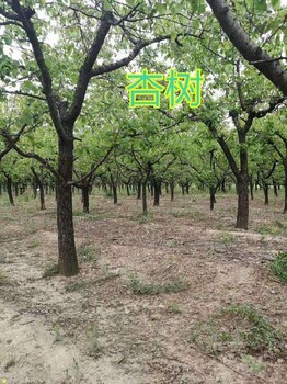 鄭州12-15公分杏樹產(chǎn)地報價