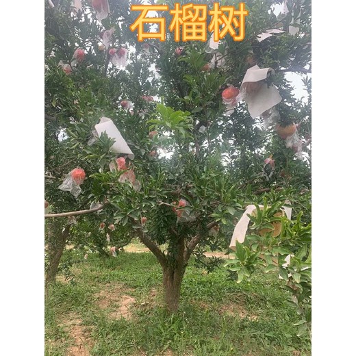 秦皇島5-6-7-8公分石榴樹產(chǎn)地報價10公分石榴樹批發(fā)價格