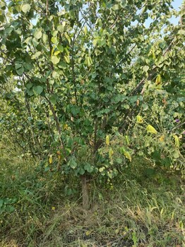 鄭州12-15公分杏樹產(chǎn)地報價