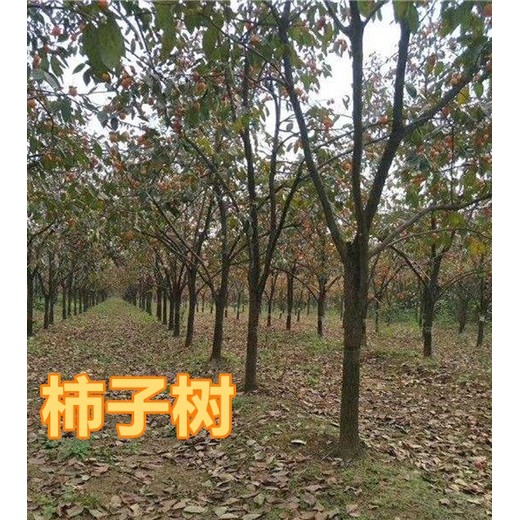 濟寧8公分12-15柿子樹產地報價