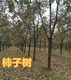 南阳15-18-20公分柿子树产地报价展示图