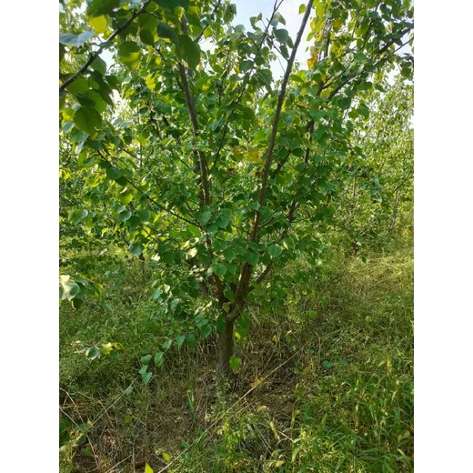 通遼杏花樹產(chǎn)地