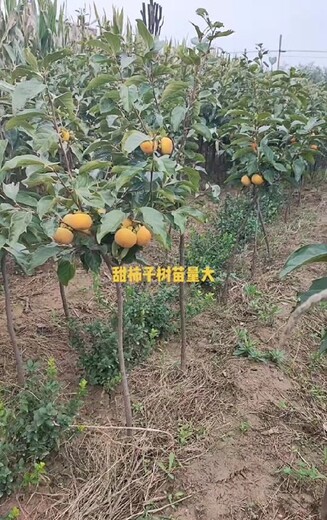 河南8公分12-15柿子樹產(chǎn)地報價
