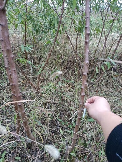 信陽巴旦木樹小苗質(zhì)量可靠,扁桃樹苗