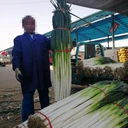 章丘大蔥種子：品質(zhì)之選，綠色餐桌的綠色明珠，