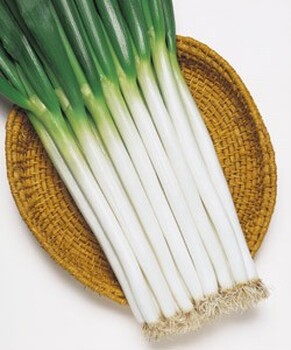 江西青云譜耐熱吉祥如意進(jìn)口大蔥種子