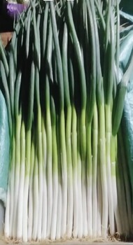 江西青云譜耐熱吉祥如意進(jìn)口大蔥種子
