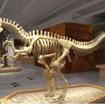 石家莊化石鑒定化石線下交易