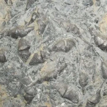 化石免費鑒定恐龍蛋化石怎么交易