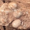 化石線下交易古生物化石靠譜交易