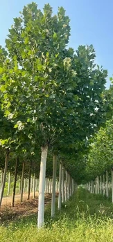 云南25公分法桐樹苗批發(fā),法桐小苗