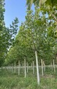 12公分法國(guó)梧桐種植基地