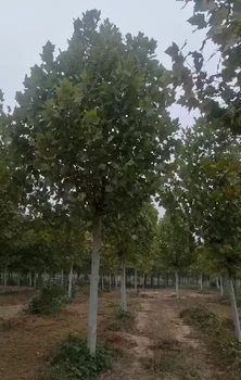 云南25公分法桐樹苗批發(fā),法桐小苗