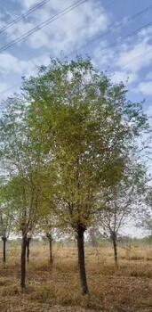 江西贛州白榆樹苗白榆樹基地