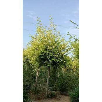 山东烟台白榆树苗白榆树种植基地