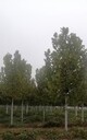 12公分法桐小苗基地