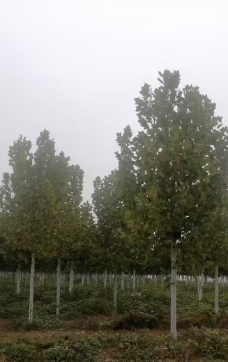 30公分法桐種苗種植技術(shù)