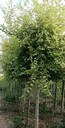 寧夏銀川榆樹小苗白榆樹種植技術(shù)