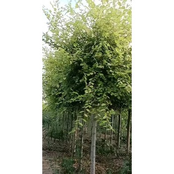 湖南岳陽白榆樹苗白榆樹種植技術(shù)