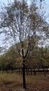新疆烏魯木齊白榆樹(shù)苗白榆樹(shù)價(jià)格