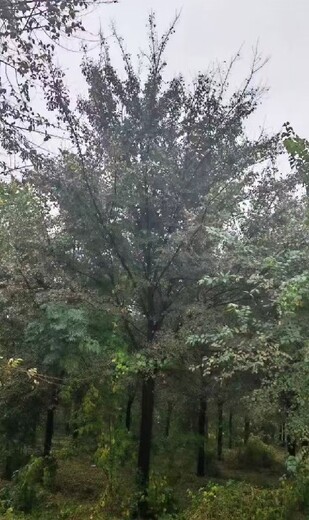 山東臨沂白榆小苗白榆樹(shù)種植基地