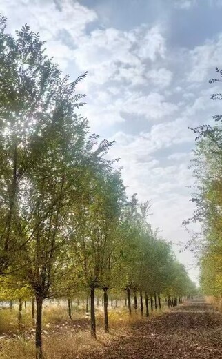北京大興白榆小苗白榆樹種植基地