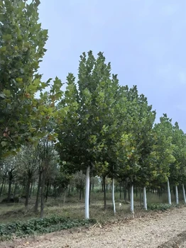 云南25公分法桐樹苗批發(fā),法桐小苗
