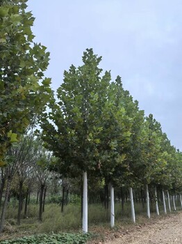 12公分速生法桐種植技術(shù)