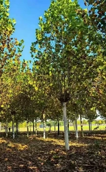 云南25公分法桐樹苗批發(fā),法桐小苗