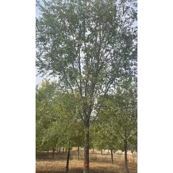 江西上饒榆樹小苗白榆樹基地