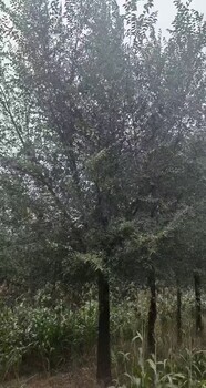 山東聊城叢生白榆樹白榆樹種植技術