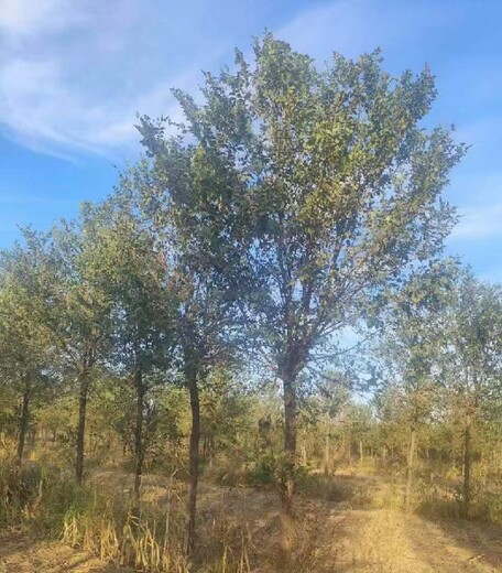 四川成都白榆小苗白榆树种植技术