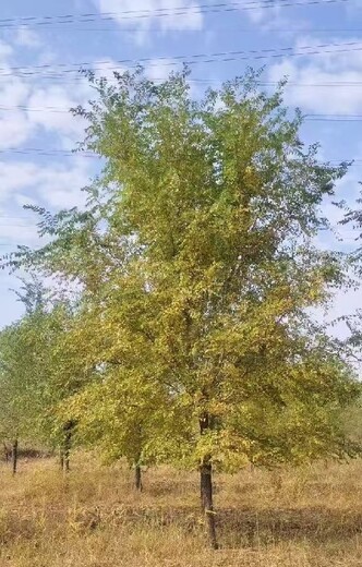 天津武清白榆树苗白榆树种植基地