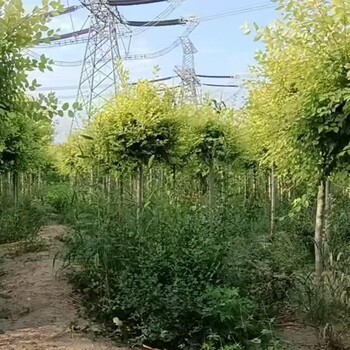 江西景德鎮(zhèn)白榆小苗白榆樹價格