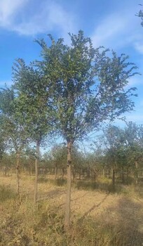 山東聊城榆樹小苗白榆樹種植基地