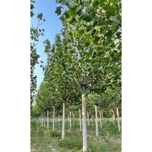 25公分法桐種植基地